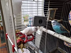 Millet holder for bird cage