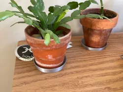Parametric Plant Dish