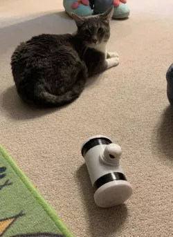 Cat Toy feeder 