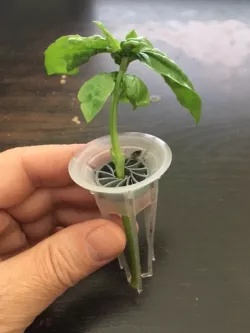 Cutting/Stem holders for  Aerogarden Pods
