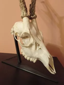 Deer skull stand