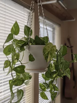 Hanging Pot
