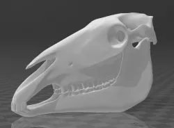 craneo de caballo - (horse skull)