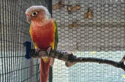 Pop-on 14 GAW cage natural branch or toy mount - clips in from the INSIDE of the cage