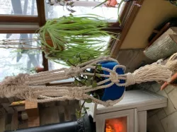 Plant pot