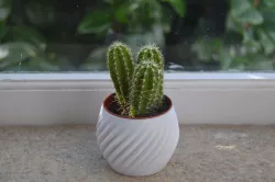 Pot Home Decor 