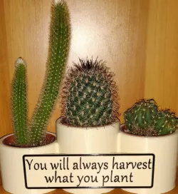 Succulent planter