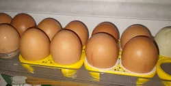 Egg tray