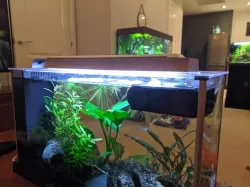 Fluval Spec V 19L - Jump Guard / Light Guard