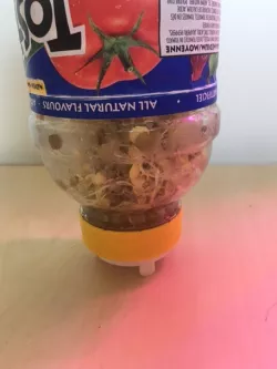 Sprout Lentils