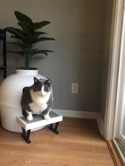 Step for Chonky Cat