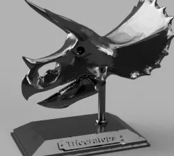 Triceratops Skull