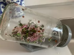 Seeding Jar, Seeding Jar