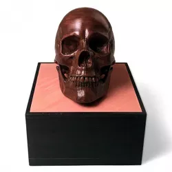 Anatomical Human Male Skull | Foundation Series