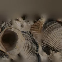 Arcidae