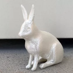 Artic hare
