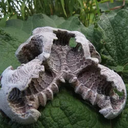 Carapace - a possible fossil
