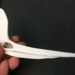 Geosternbergia\Pteranodon sternbergia skull