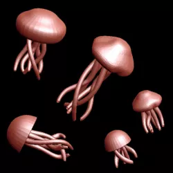 Jellyfish