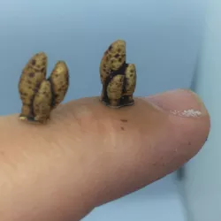 Morel mushroom clusters for bases, forests, and the underdark