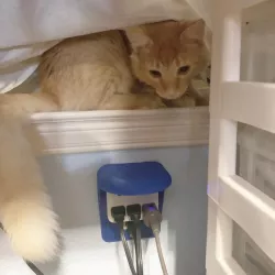 Nugget's Outlet Step (Outlet Shelf GFCI)