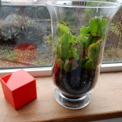 Cube watering can