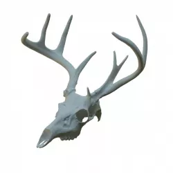 Deer Skull Scan