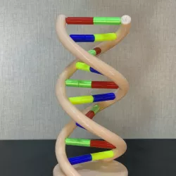 DNA model