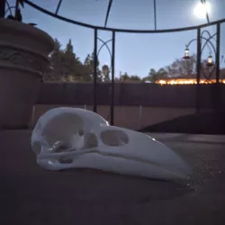 Raven Skull