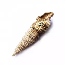 Strioterebrum wolfgangi