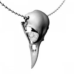 $1.00american crow skull