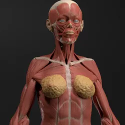 $9.99Female Echorche - Anatomy Reference Figure (Pre-Supported)