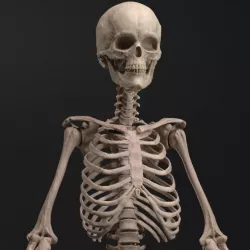$9.99Skeleton - Anatomy Reference Figure (Pre-Supported)