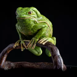 $9.99Waxy Monkey Tree Frog