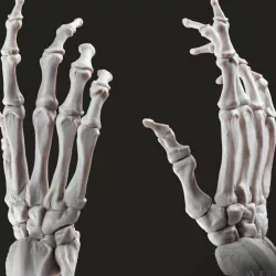 Bone Hand Free STL