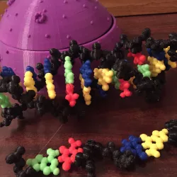 DNA model with inserted magnets