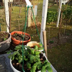 Hanging planter clip