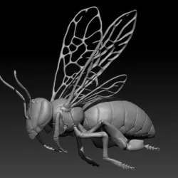 Honey Bee