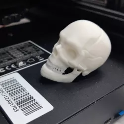 Human skull