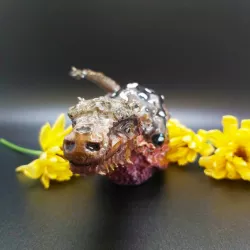 The dragon snail everyone needs