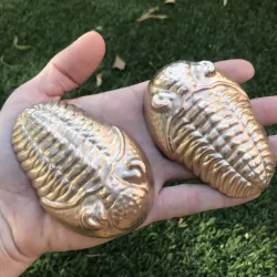 Trilobite for Sand Casting│ Metal Casting│ Concrete Casting