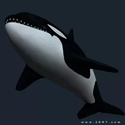 3DRT - Sealife - Orca Killer  Whale Low-poly  3D model