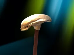 alian cane