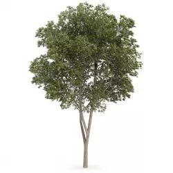 Austrian oak Quercus cerris 3D model