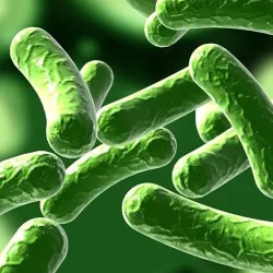 Bacillus 01 3D model