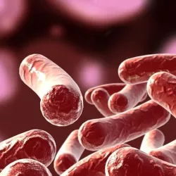 Bacillus 02 3D model