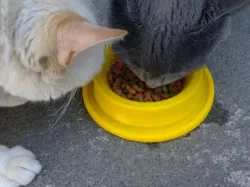 Cat or dog bowl with anti-bugs moat