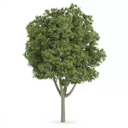 Common Ash 3D model