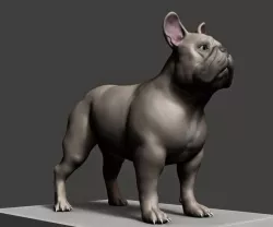 Dog Model 3D model