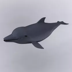 Dolphin 3D model
